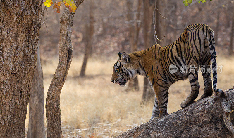 孟加拉虎，Ranthambore -印度